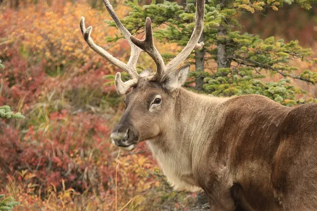 Alaska fauna