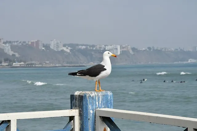 Lima
