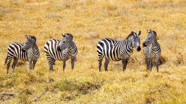 Safari